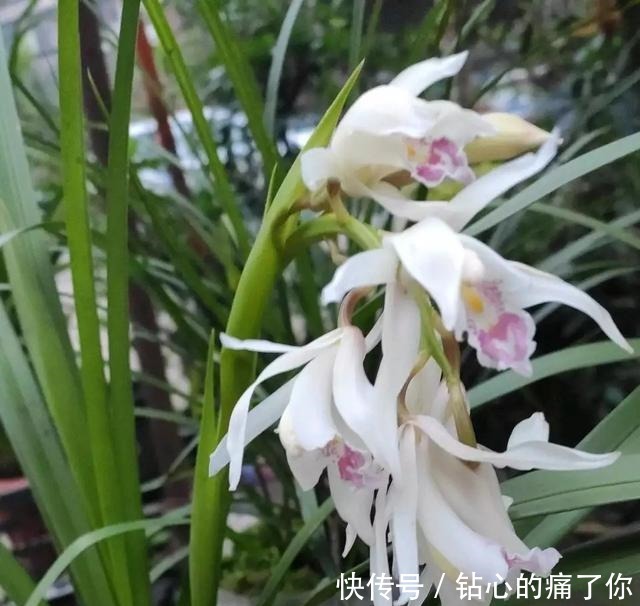 这种天然的“钾肥”,用来养兰花,根壮花又多!