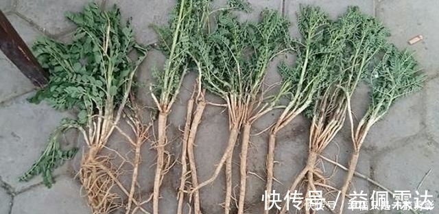 果实|老家若有见到这种野草，请保护起来，让它们生长，目前120元一斤