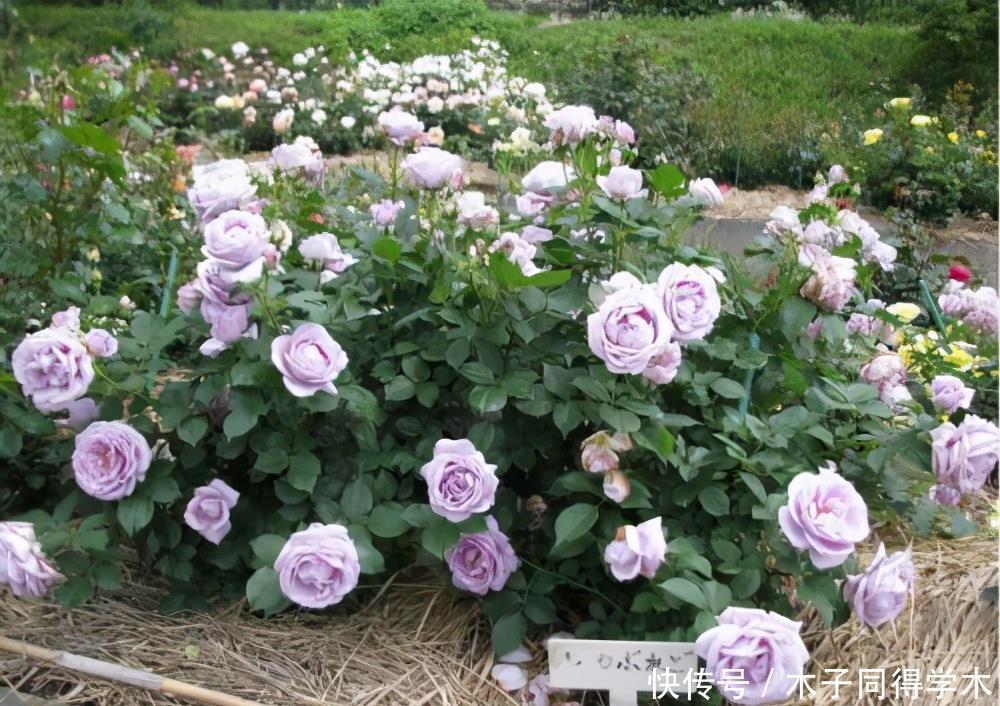 阳台养月季,就要“高颜值”,好养又泼辣,花期超长,花量大