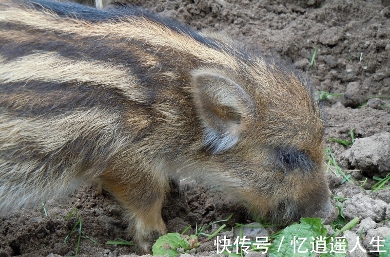 性格|生肖猪 性格分析(南渝先生)