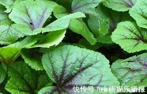蔬菜|一种绿色蔬菜吃了上千年,也可以消炎止疼,现如今却沦为“野菜“