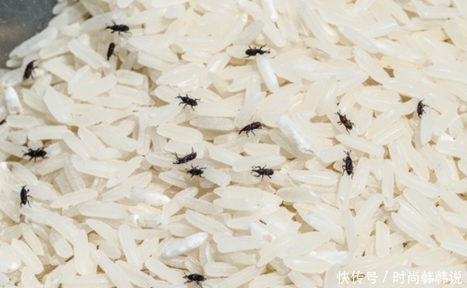  米面生虫了还能不能吃今天才弄明白，教你7个小妙招