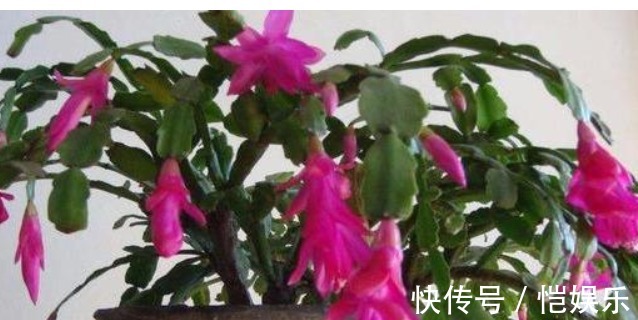 蟹爪兰开花不断的妙招,盆里用个“它”,花苞呼呼冒,开的特别多