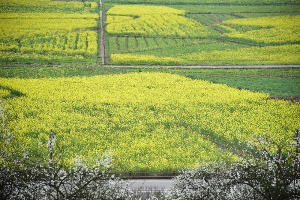 中国最美的油菜花美景地全在这里了，我去过3个，你呢？