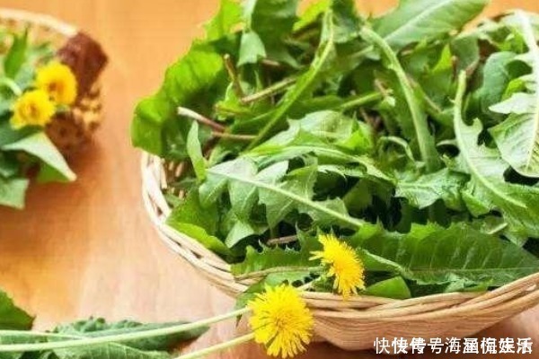 蒲公英泡水|提醒蒲公英泡水时要注意3件事,泡对了,才是“药草皇后”