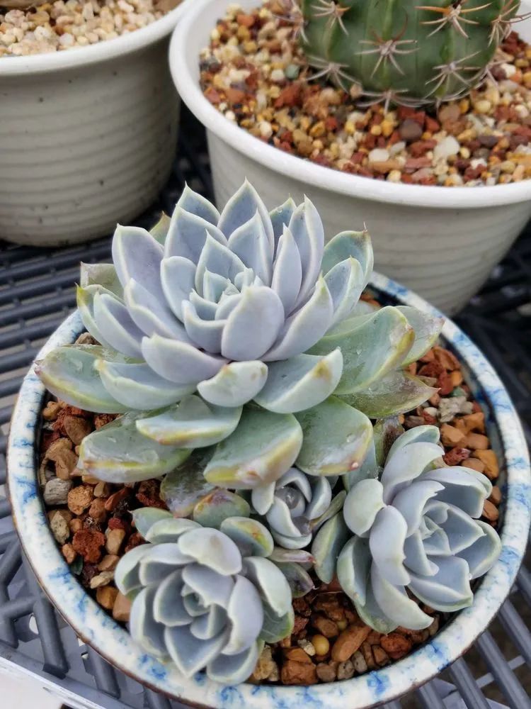 养肉三年,分享养肉经验,谈谈适合逆开挂区的多肉!