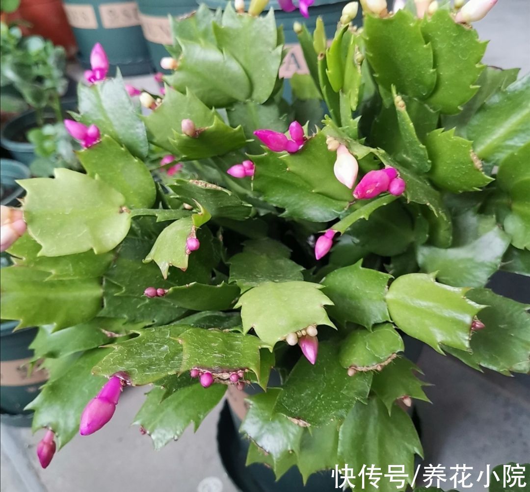 光照|家里养的长寿花蟹爪兰,10月做好3件事,让它尽快孕育花苞