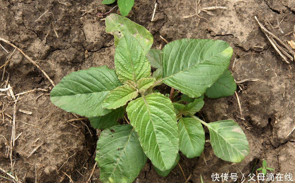 4种农村野菜，好吃又有营养，你吃过吗？