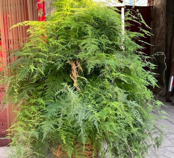 盆栽文竹、吊兰、发财树，枝叶过密招蚊虫该怎么办剪剪就变美