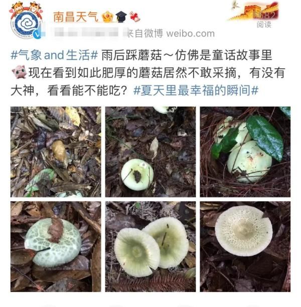 蘑菇|当心！多人食用后中毒！这东西南昌近期常见