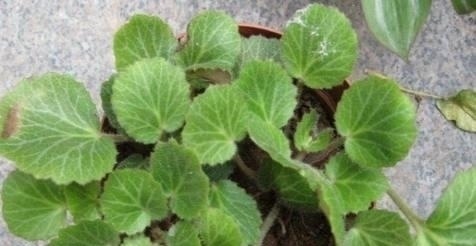 家中人|路边这长相似“耳朵”的草,你认识么?中医说它对治疗冻疮有奇效