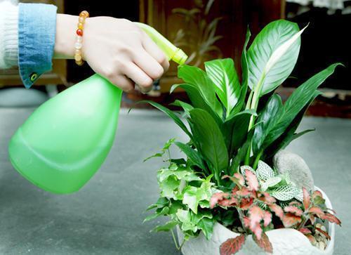 浇水按照“时间表”来,比加营养液效果好,每盆都能叶绿花苞多