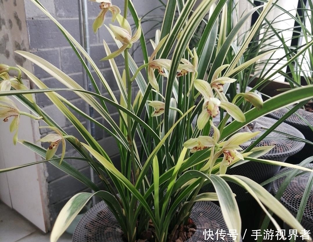 通哥|兰花夏季要断水,学会这样浇水,根系健壮,叶子绿油