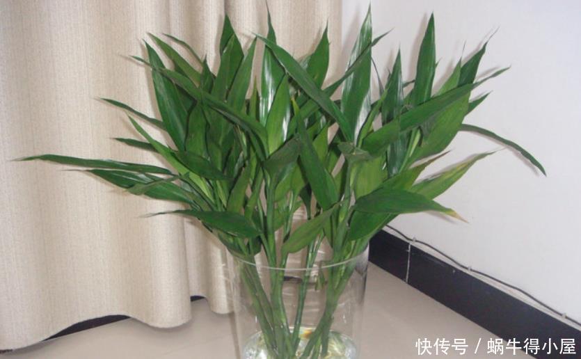 春天水养富贵竹,黄叶不要放“铁钉”,解决黄叶问题只需简单三步