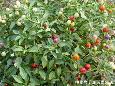 移栽|既好看,又好吃的七彩辣椒,你会错过在你的花盆么