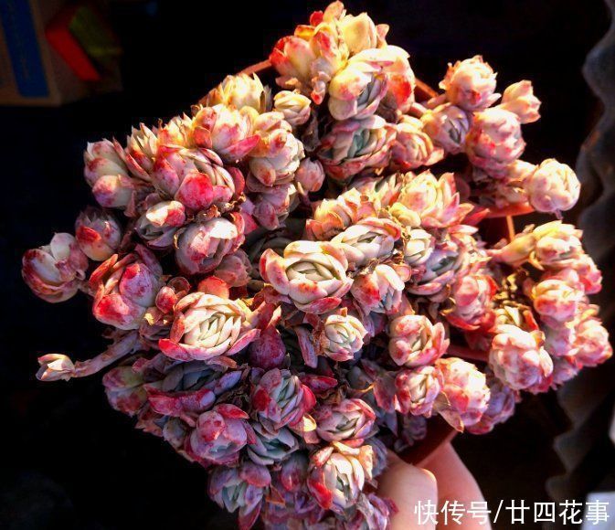 徒长|6种花，长高就“变丑”，株型低矮才“漂亮”，要舍得剪