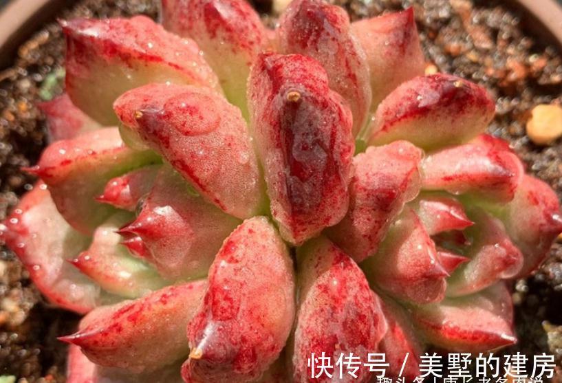 叶片|美若红颜,甜如蜜语——多肉红颜蜜语不好养?我养过后不这么认为