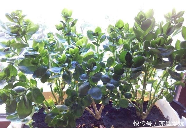 迎刃而解|长寿花不长花苞,那就用这招,问题迎刃而解