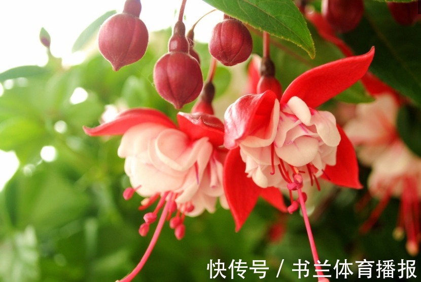 “4种漂亮”垂吊花,婀娜多姿,绚丽多彩,美到让人窒息!