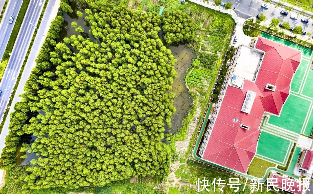 湿地|小学生写信保住校园边“云间湿地”，一群叔叔阿姨动足脑筋