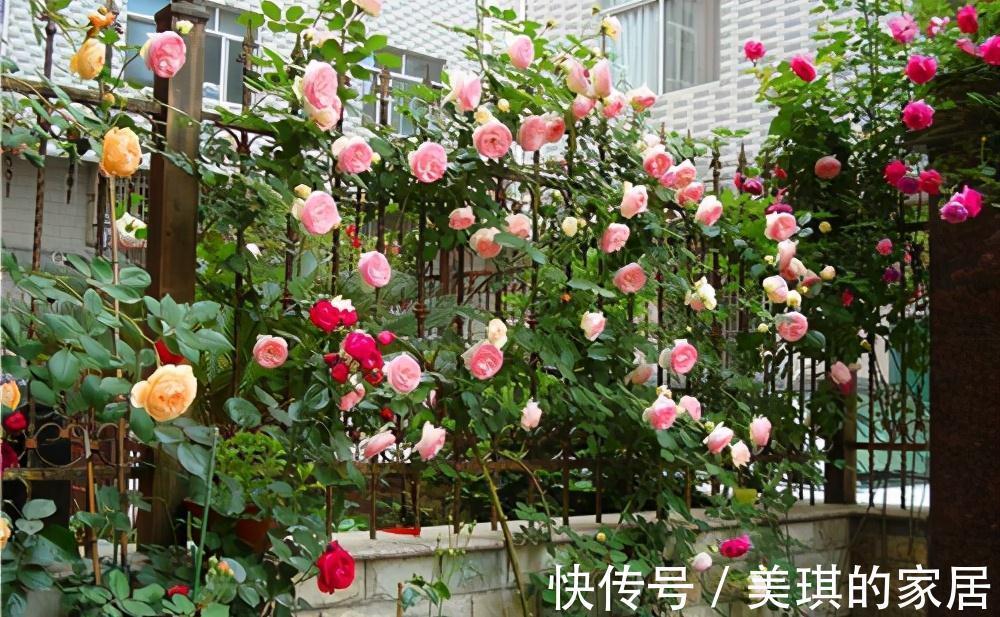 藤本月季是现在花后剪枝，还是冬天横牵春天剪枝好