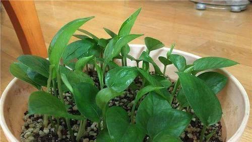 花友|3种花,扦插最好活,枝条沾土就生根,不出俩月长满盆