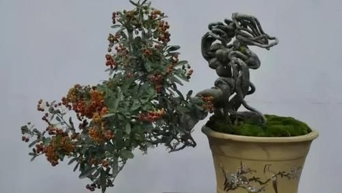 简单的4个方法，就能培养出深受人们喜爱的提根式盆景，一学就会