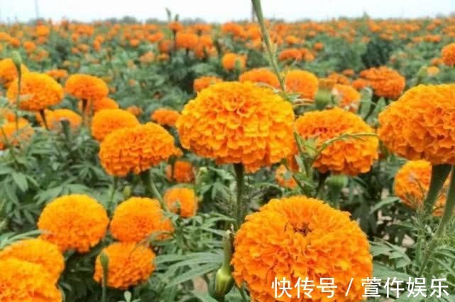 盆栽|它是夏秋最美的花,一朵花有拳头大,一开就100天,漂亮好养