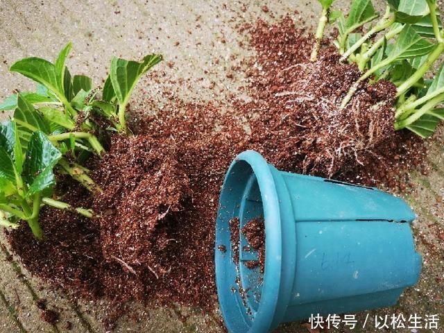 6月，最适合扦插的花，一插就活，大白根冒疯了