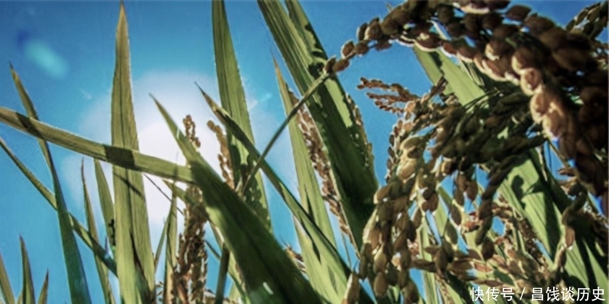 鸣蝉|辛弃疾一首《西江月》,写出了乡村夏日夜晚景象,农村孩子都见过