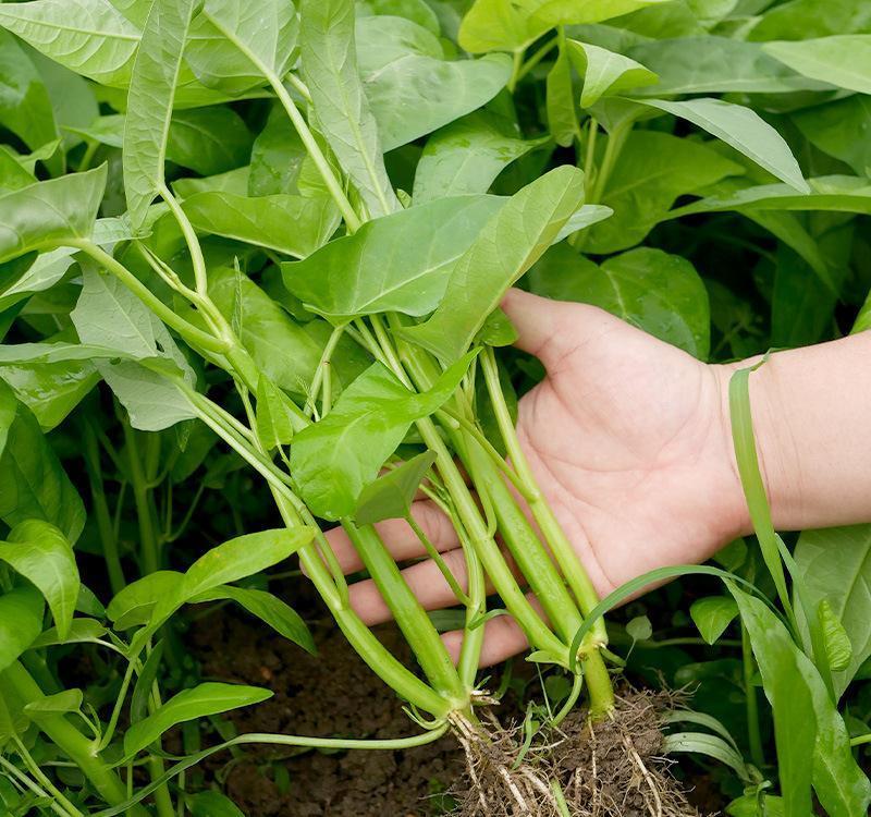 种植|5种“菜根”别扔,插进花盆,浇浇水,半个月长成“小菜园”