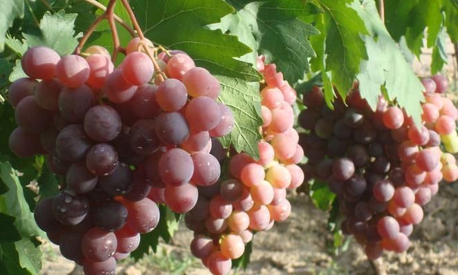 糖尿病人|糖尿病人能吃啥、不能吃啥?专家列出的饮食清单,不妨存一下