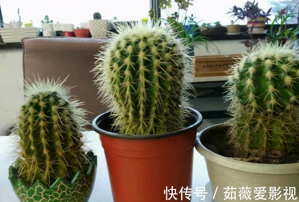 浇水|它们是“耐旱花”,盆栽1、2个月浇水1次,轻松花开满树