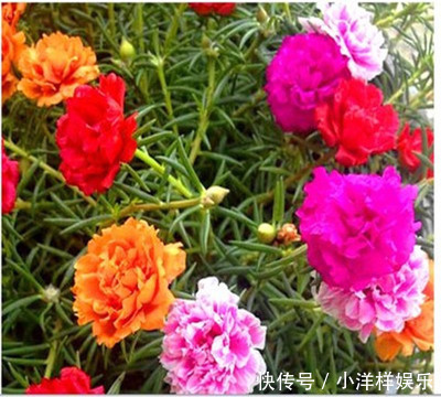 天竺葵|这些花卉盆栽随手掐根枝,插土里就能活,天冷也不怕!