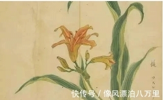 颜如舜华|图集：认识诗经里的植物大全