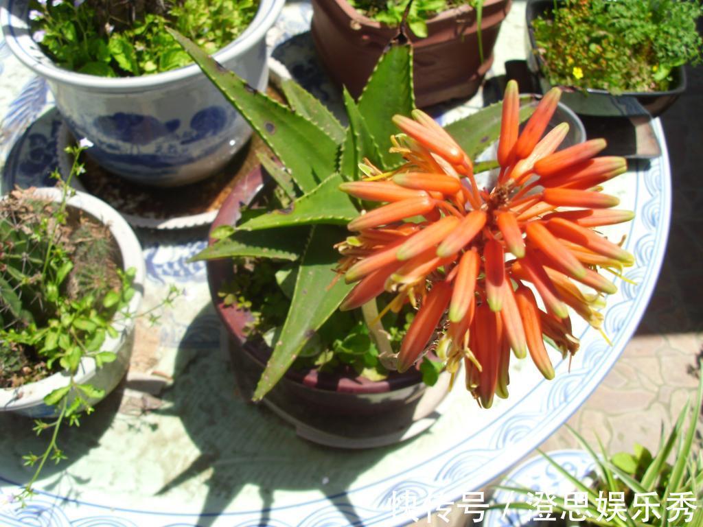 6种花,能养人,高档大气有品味,越养越有“好身体”