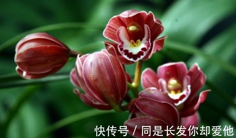 花市五大年宵花,好看却难养,告诉你“技巧”,养好没难度!