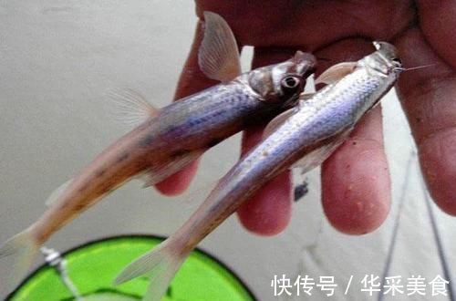 鱼种|长江中渐渐消失的鱼种,浑身棍子肉,俗称“船丁子”