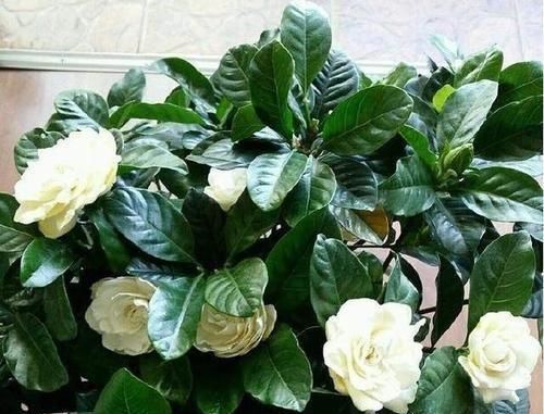 大爷种栀子花，从不施肥，一些“垃圾”全扔盆里，最后花开十几朵