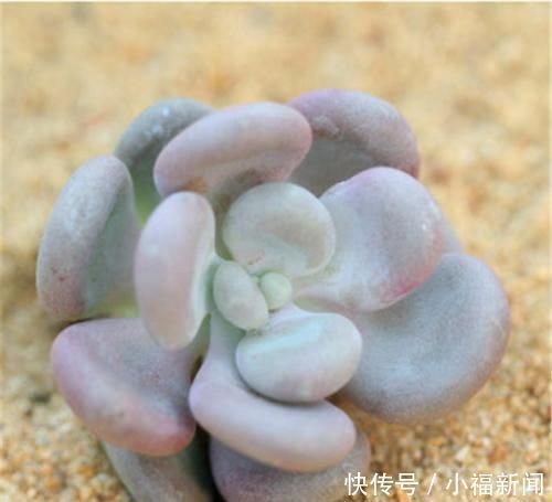 美人|多肉中的“美人系列”,这六种是代表,养护简单颜值高,适合新手