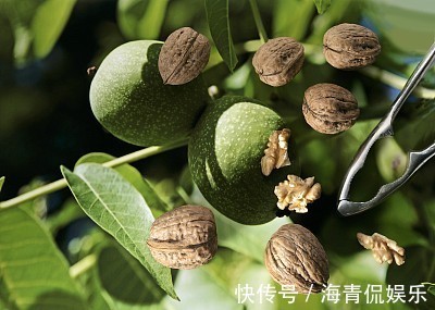 硫磺|爱吃核桃的注意核桃早上吃好还是晚上吃好可惜很多人不清楚