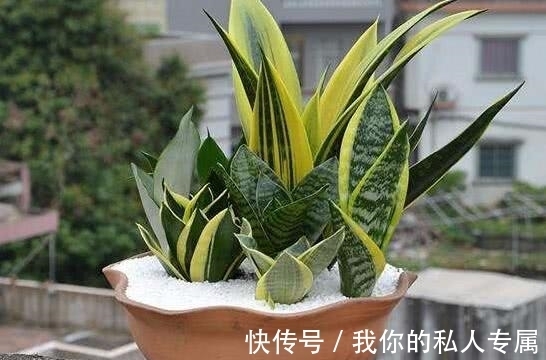 万物生长|想要虎皮兰开出花,记着“3多1少”,开花就是这么简单