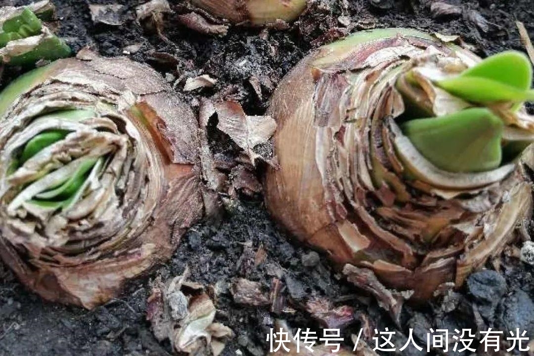 朱顶红埋土里,如何能年年开花,球变大、变多?