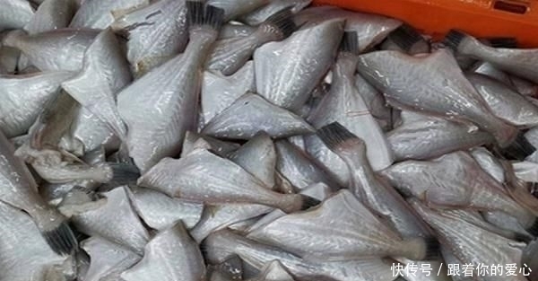 老鼠|这种“老鼠鱼”,全身只有一根主刺,肉质鲜嫩,如今卖20元一斤