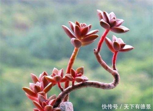 3种“黑马”多肉,小苗很普通,控养逆袭仙气十足,谁见了都夸美