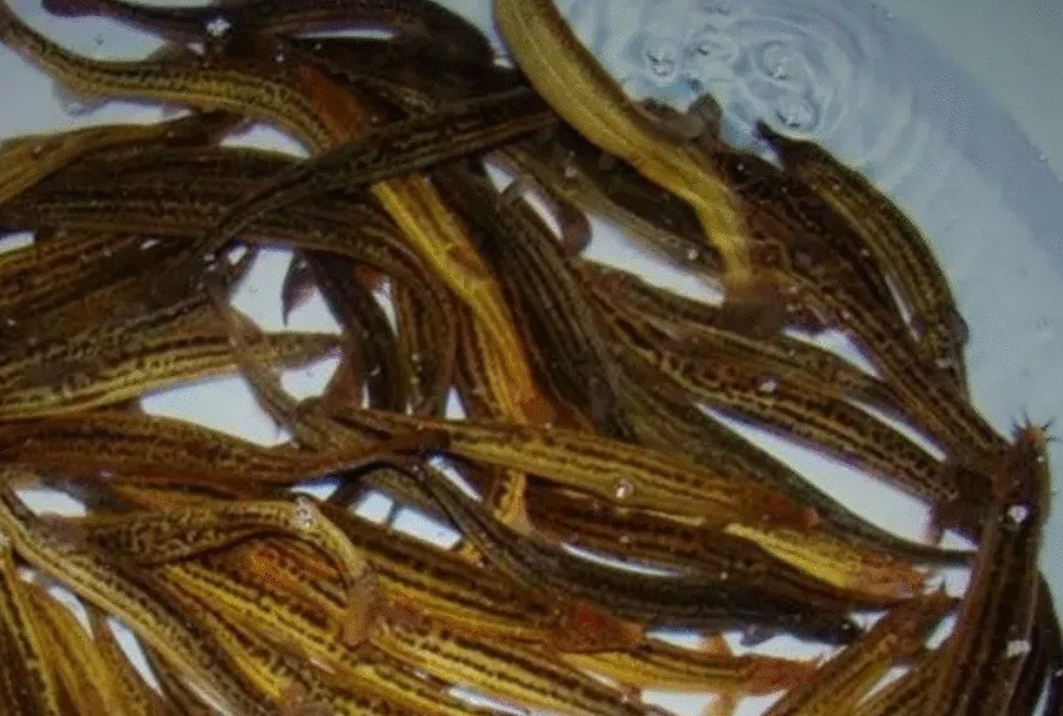 小伙用泥鳅钓翘嘴, 三年时间渔获破万斤, “缺德”钓法引众怒