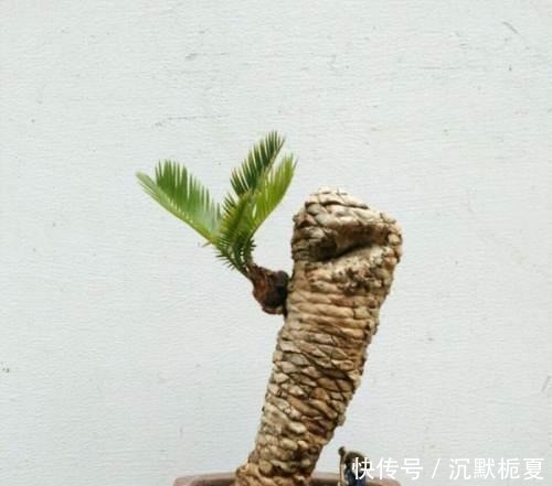 叔叔养了1盆“光杆树”,邻居都笑他傻,2年后看到一脸羡慕!