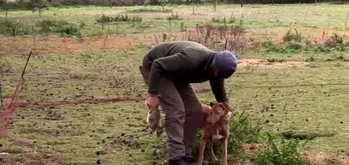 国外泛滥成灾,让人无可奈何,国内却成美味被大量养殖,一只90元