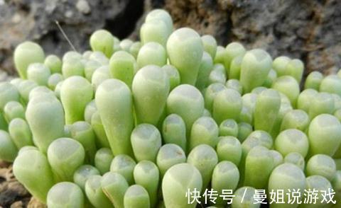 菌灵|多肉植物黑腐病防治方法