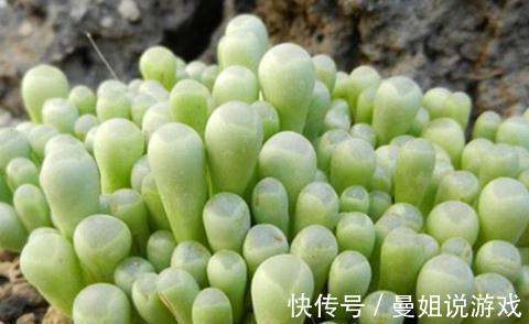 多肉植物黑腐病防治方法